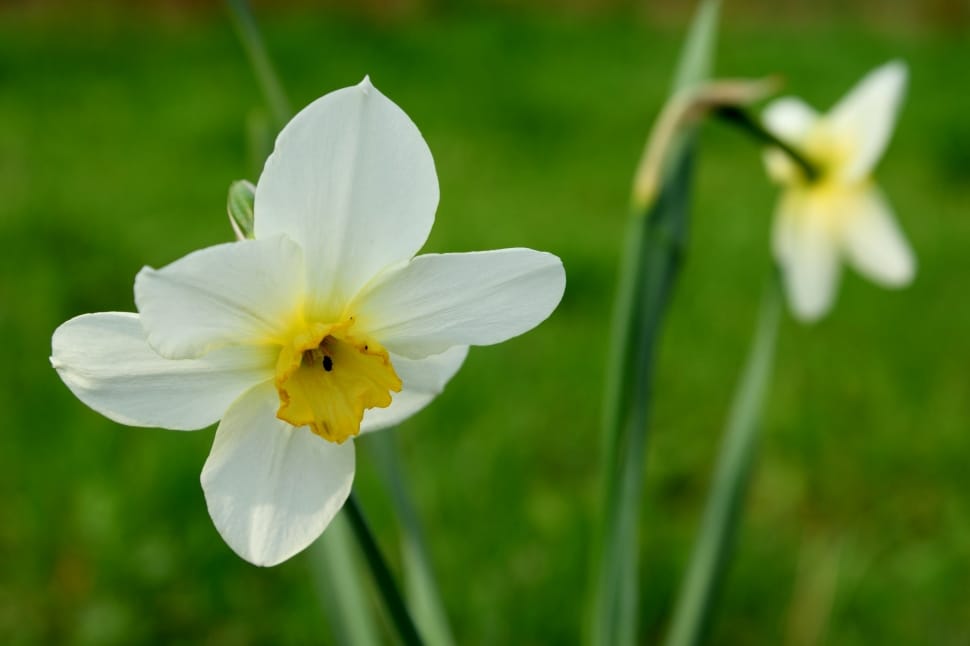 white and yellow daffodil flower preview