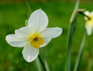 white and yellow daffodil flower thumbnail