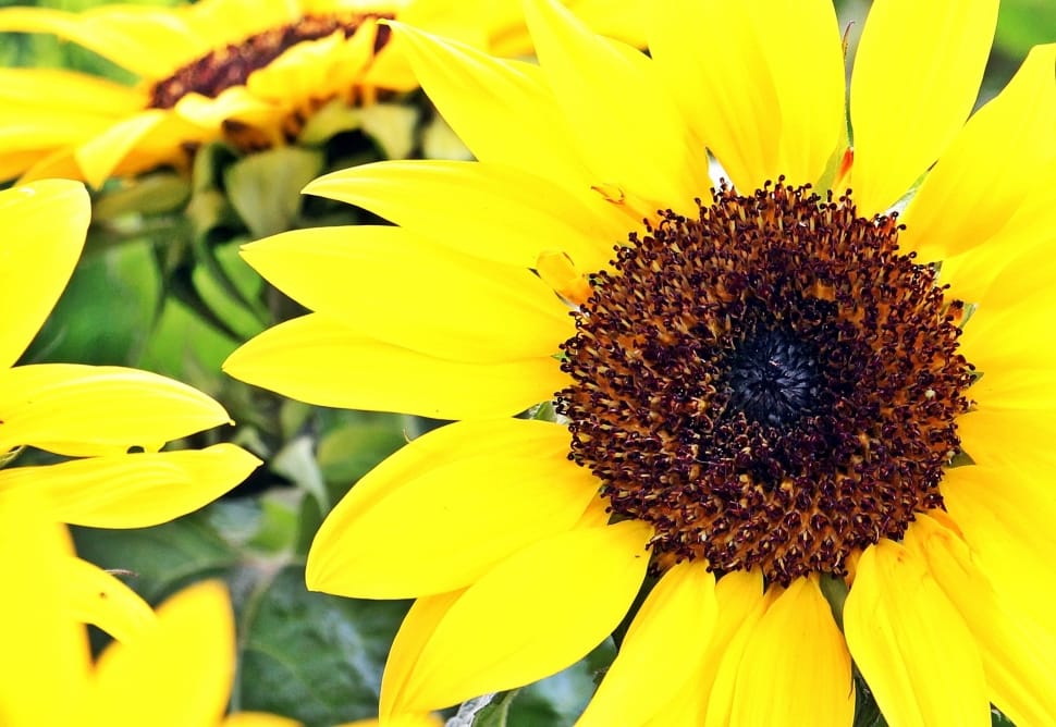 single petaled yellow sunflower preview