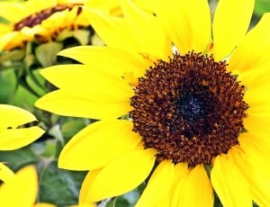 single petaled yellow sunflower thumbnail