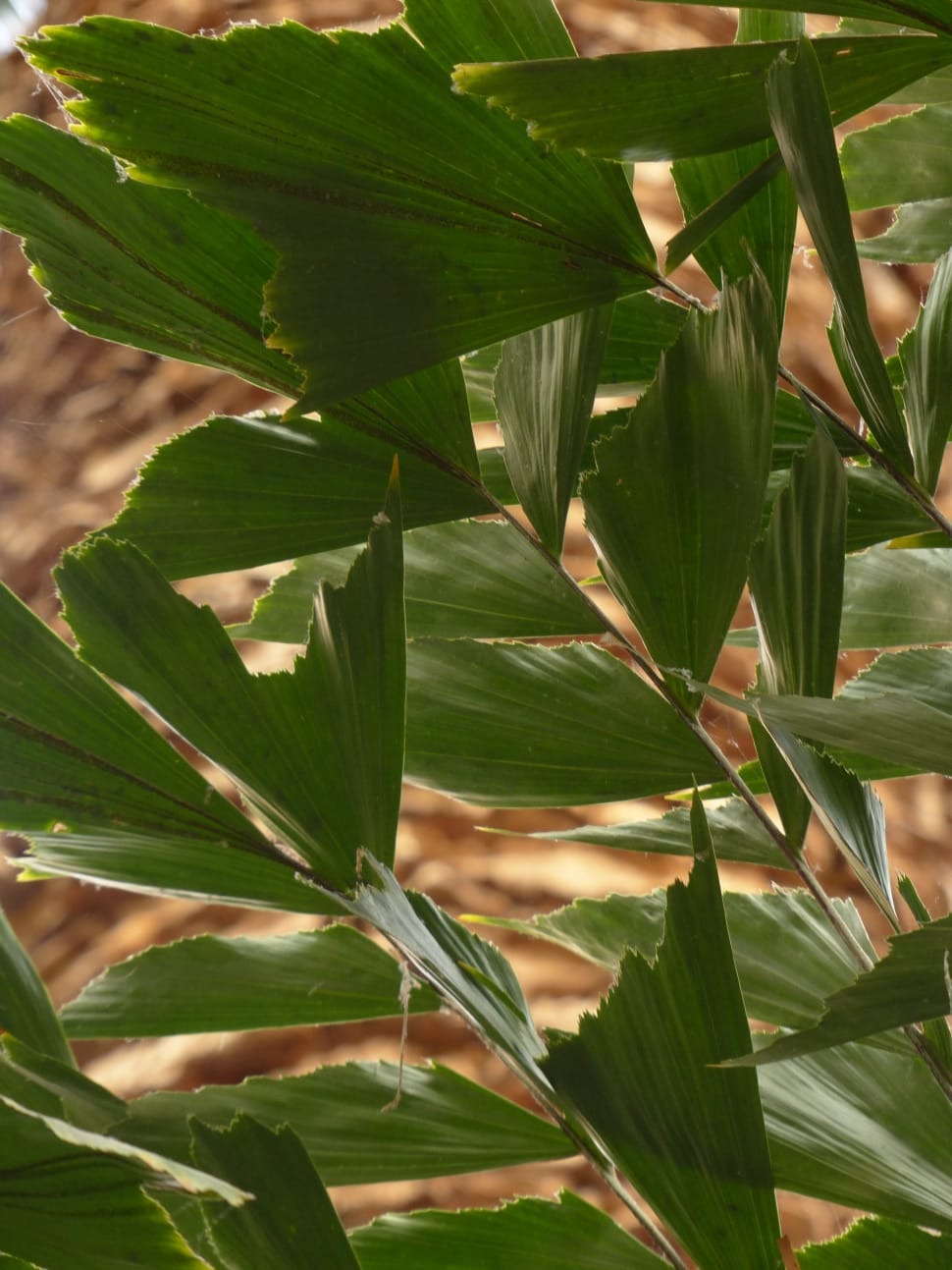 green leaves plant preview