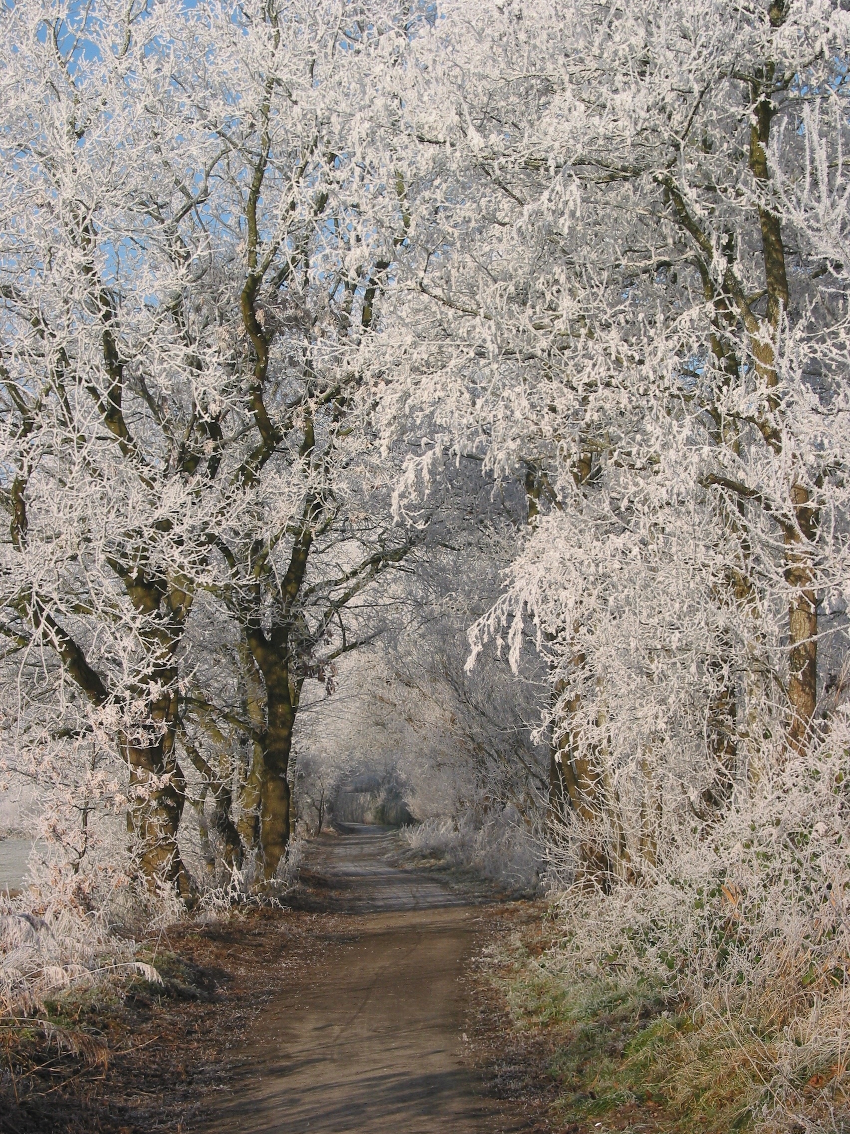 white leaves tree