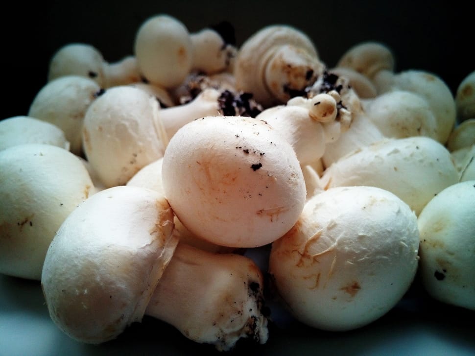 white mushrooms preview