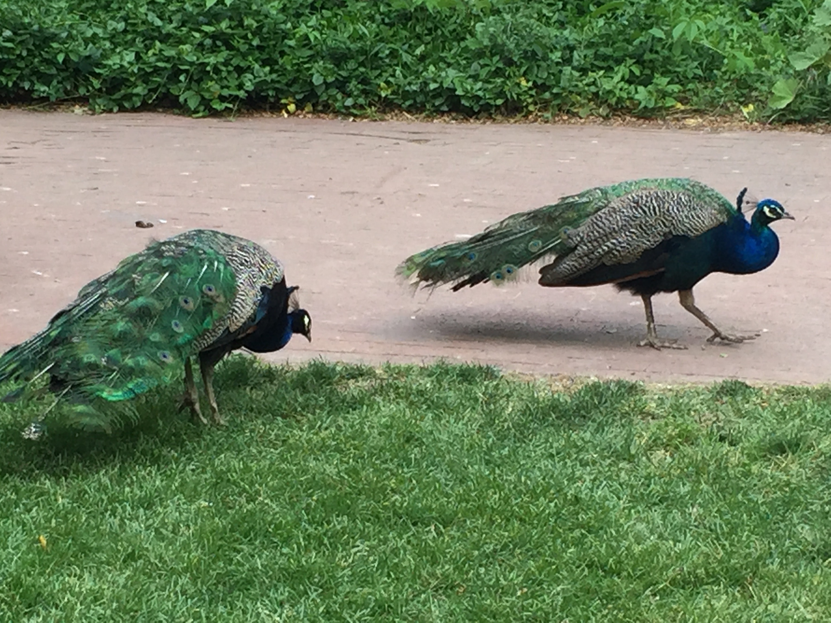 2 peacocks