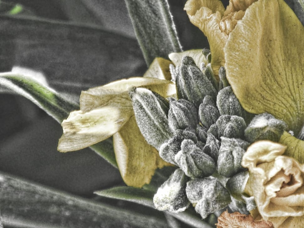 gray and yellow petaled flower preview