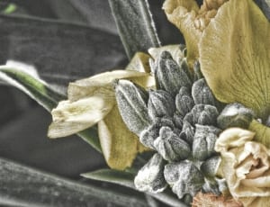gray and yellow petaled flower thumbnail