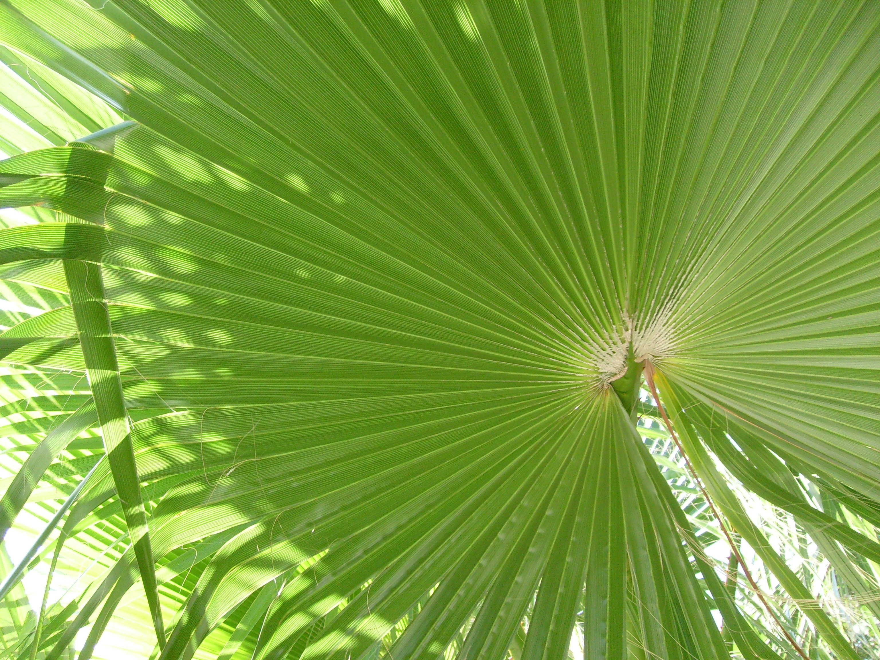 green linear leaf plant