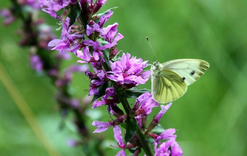 green cabbage butterfly preview