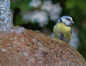 yellow and blue feathered bird thumbnail