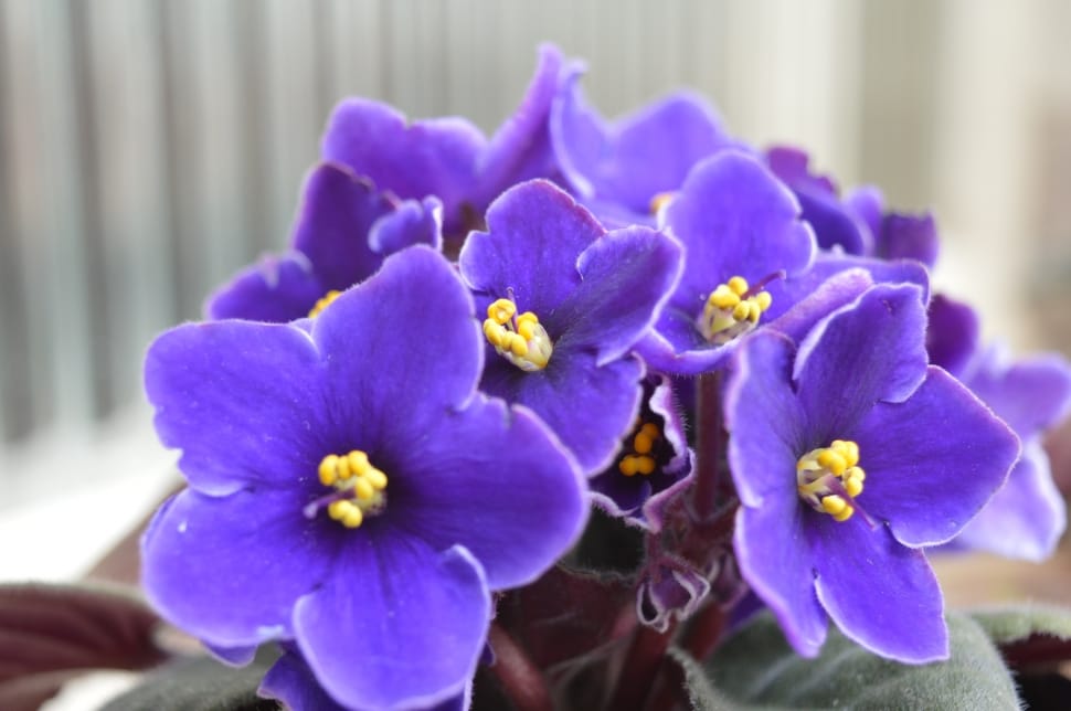 purple african violets preview
