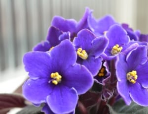 purple african violets thumbnail