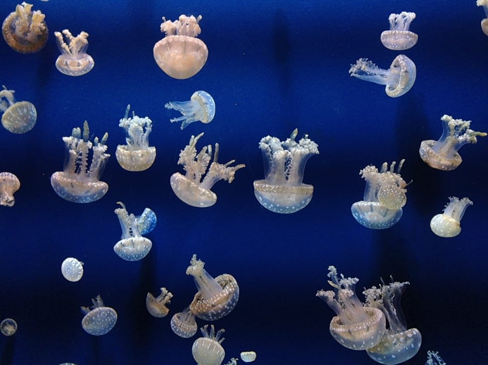 shoal of blue and white jellyfish preview