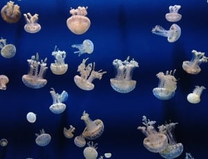 shoal of blue and white jellyfish thumbnail
