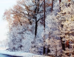 trees cover with snow thumbnail