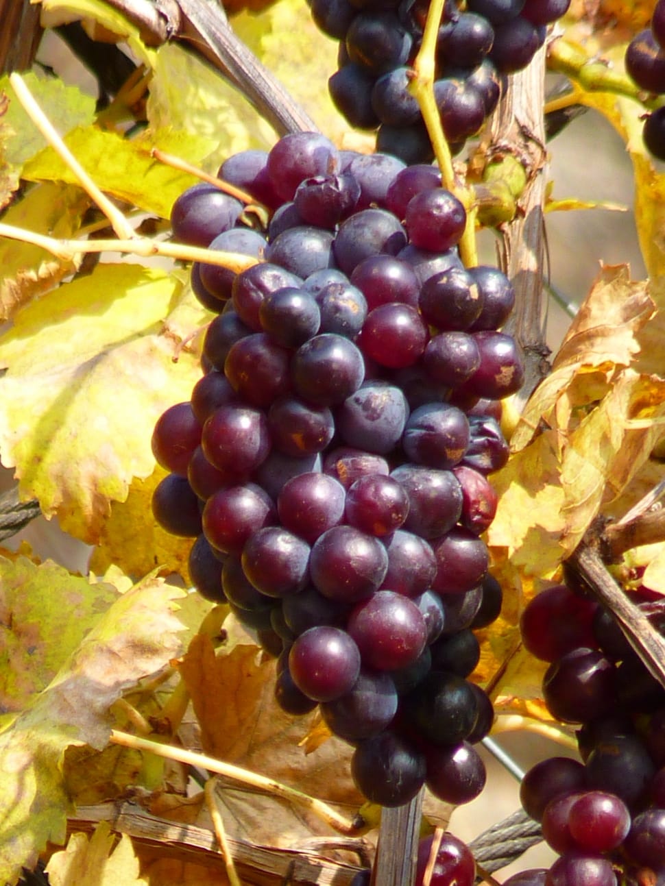 grape fruit preview