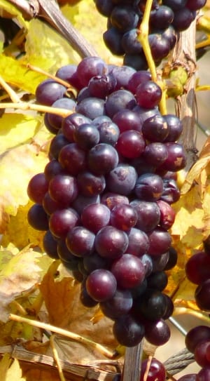 grape fruit thumbnail