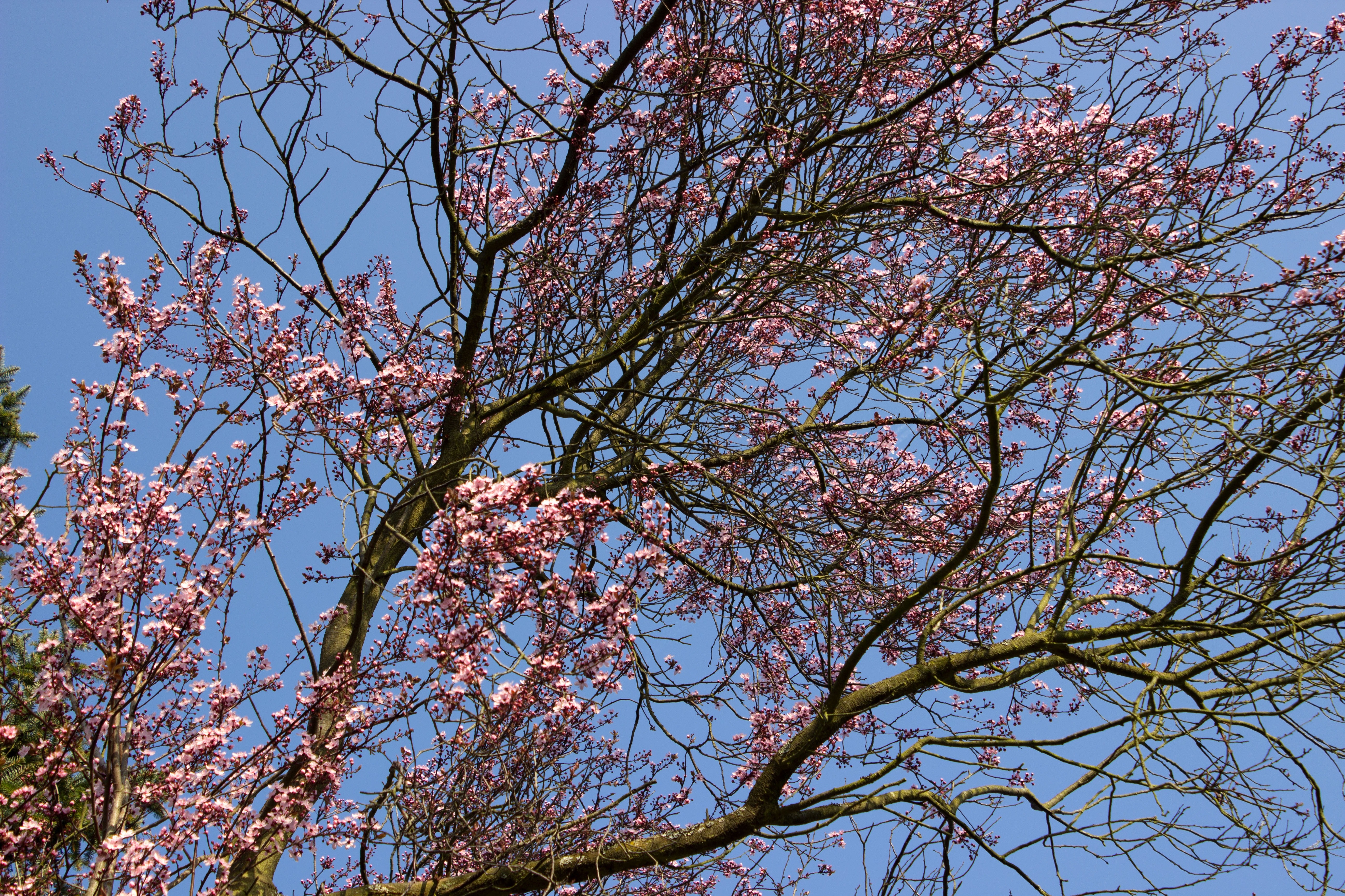 Розовое дерево без листьев. Сакура Койо-но-май. Вишня японская Коу-но-МАИ. Вишня мелкопильчатая осенью. Вишня мелкопильчатая листья.