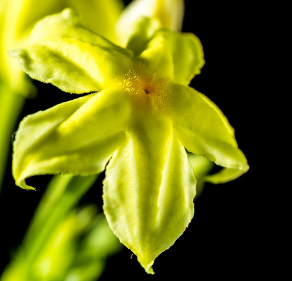 yellow green flower preview