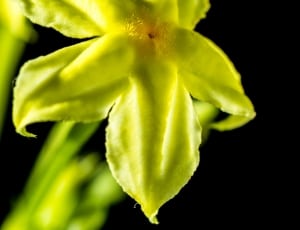 yellow green flower thumbnail