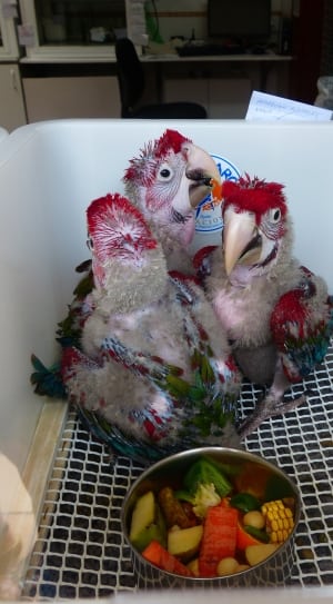 3 red blue and gray parrot thumbnail