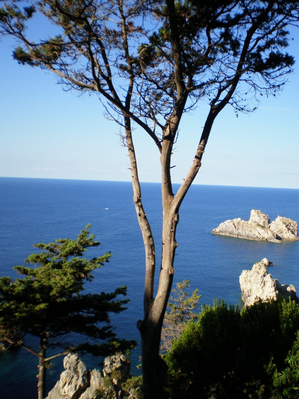 Corfu, Sea, Coast, Holiday, sea, tree preview
