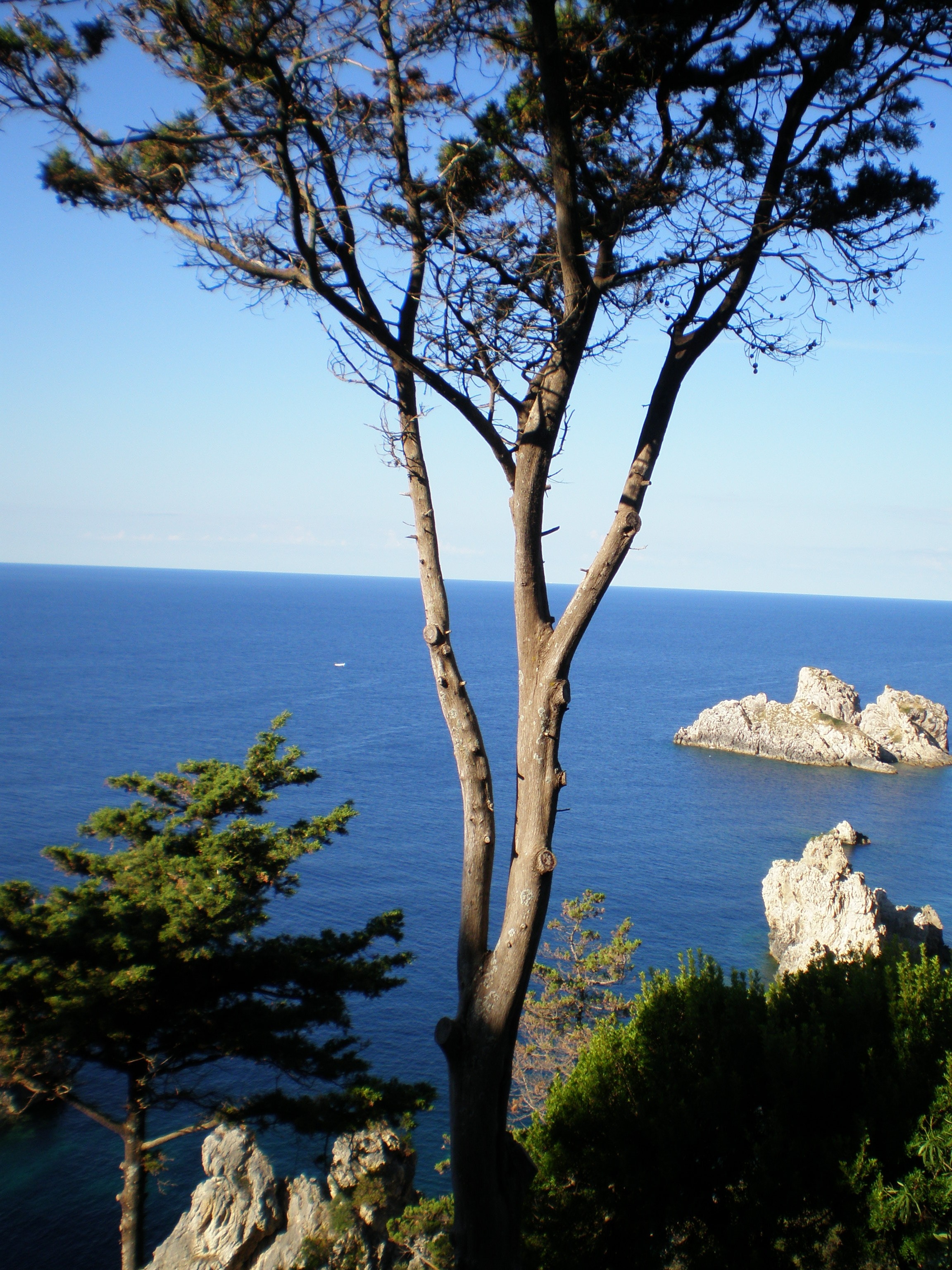 Corfu, Sea, Coast, Holiday, sea, tree