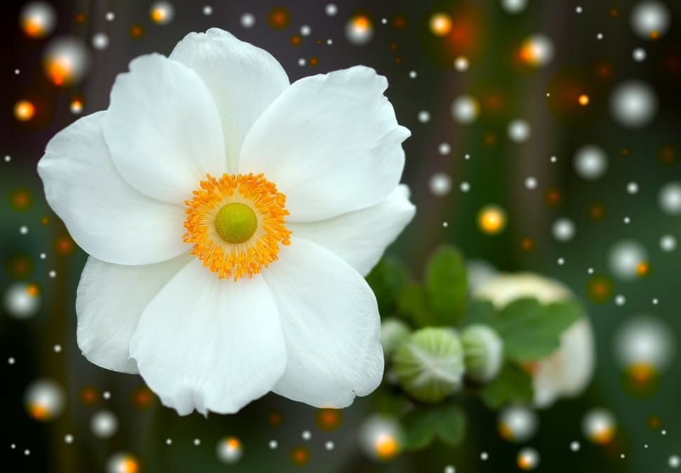 white-and-orange petaled flower preview