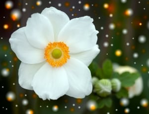 white-and-orange petaled flower thumbnail