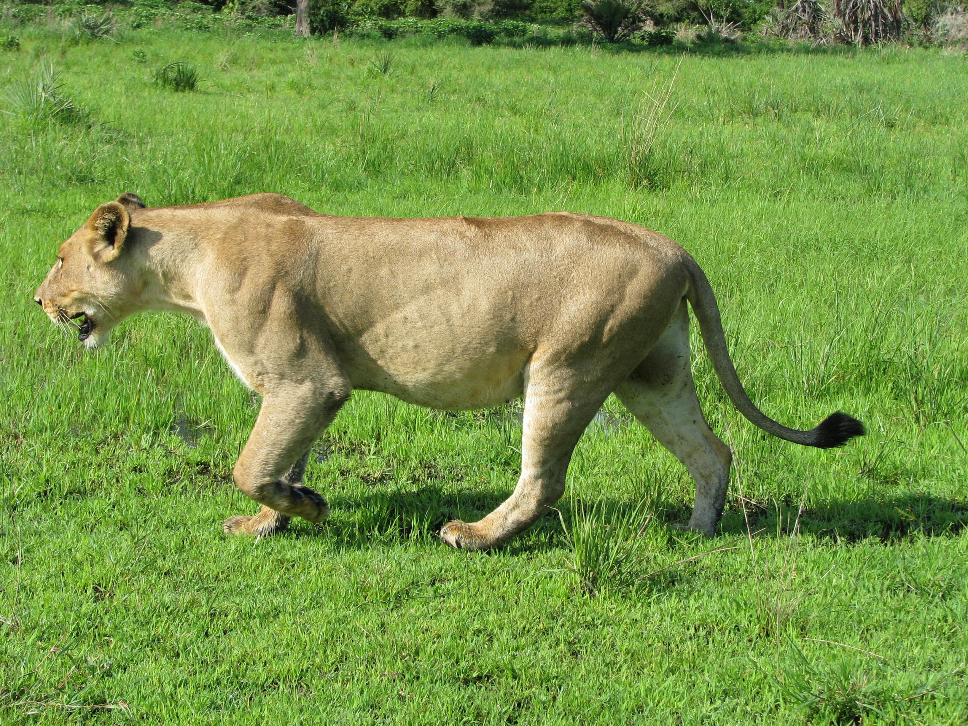 brown lioness
