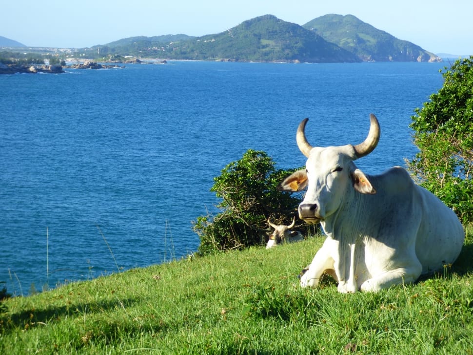 white cattle near body of water preview