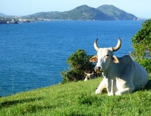 white cattle near body of water thumbnail
