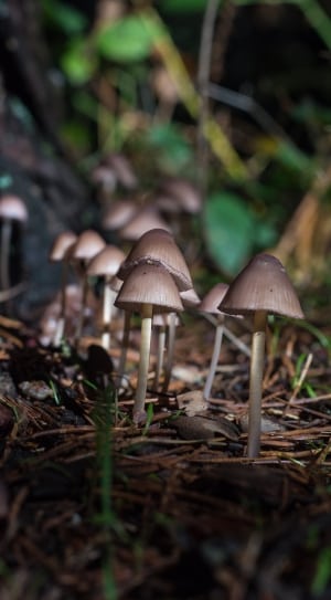 mushroom plant thumbnail