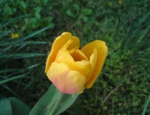 close photo of yellow tulip thumbnail