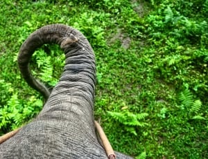 gray elephant near fern plant during daytime thumbnail