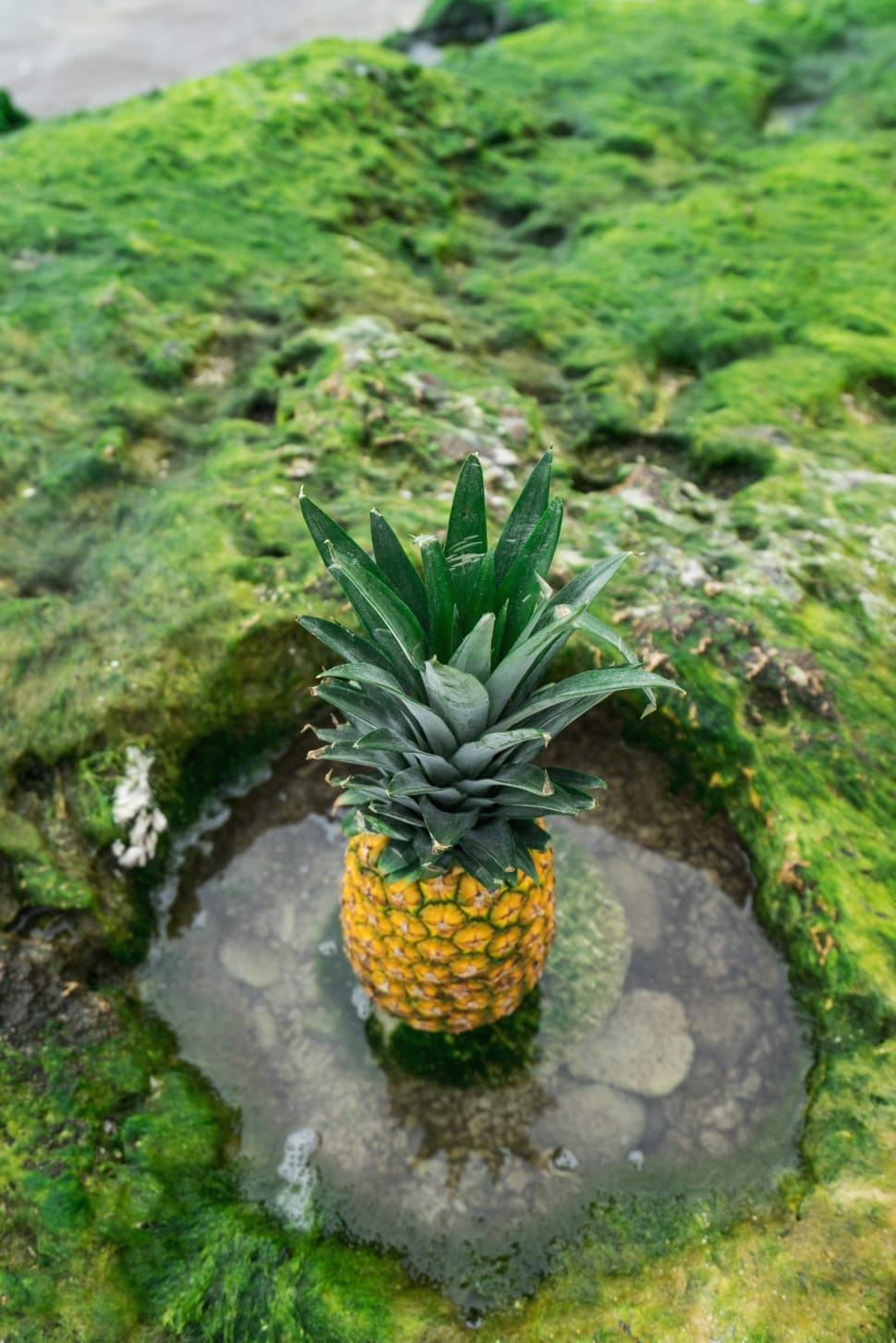 yellow pineapple in body of water preview