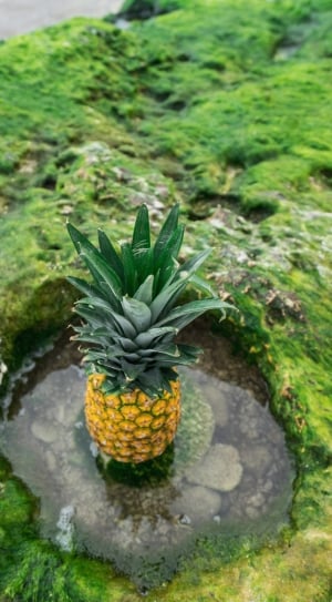 yellow pineapple in body of water thumbnail