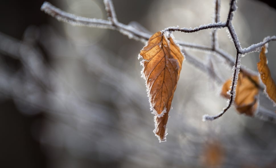 frozen withered leaf preview