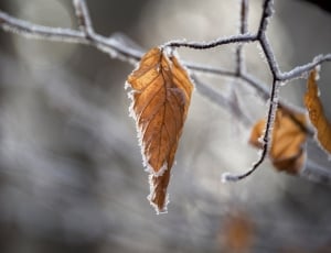 frozen withered leaf thumbnail