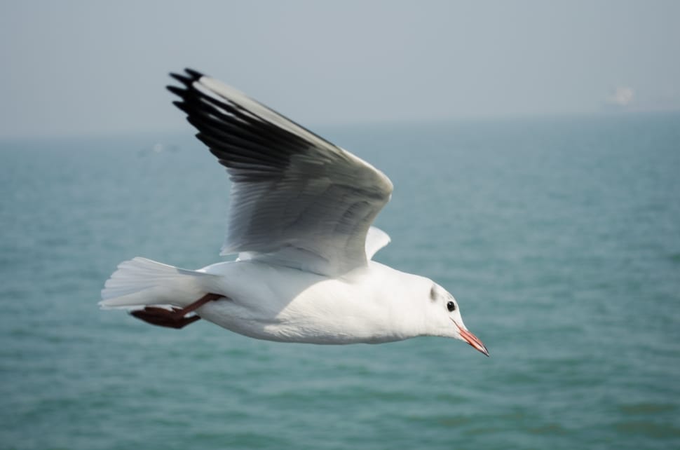 Bird, Seagull, Sea, Fly, Animal, Island, sea, one animal preview