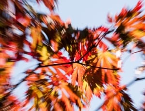red and yellow maple leaves thumbnail