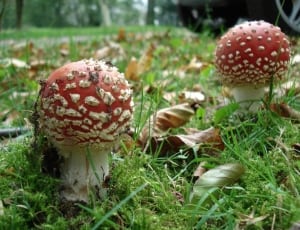 red white mushroom thumbnail