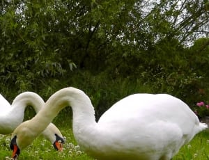 two swans standing on green grass field during daytime thumbnail