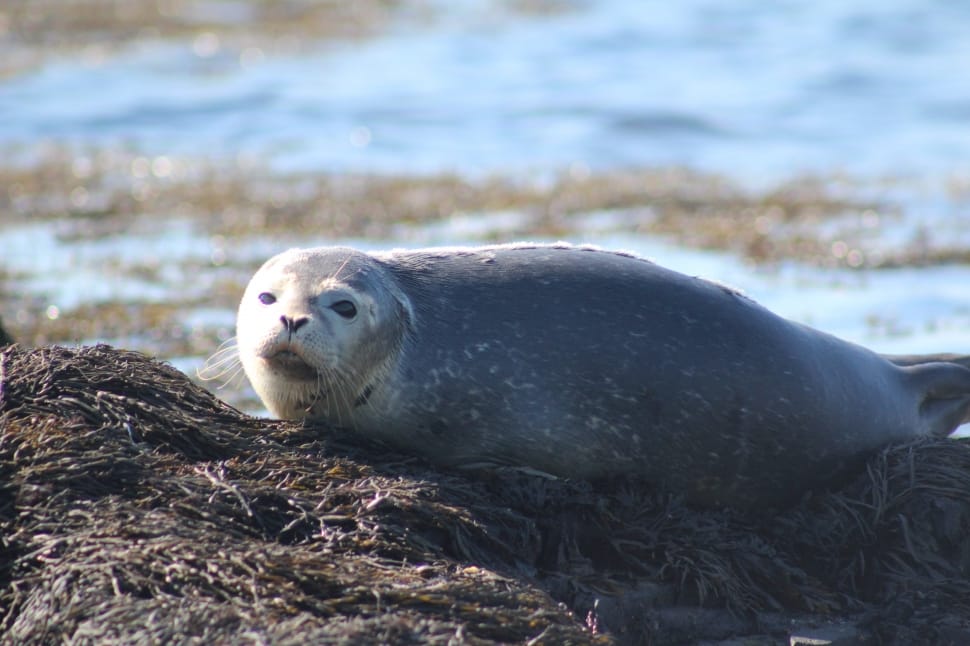 gray seal preview