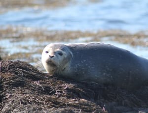 gray seal thumbnail