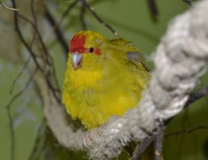 yellow and red small bird thumbnail