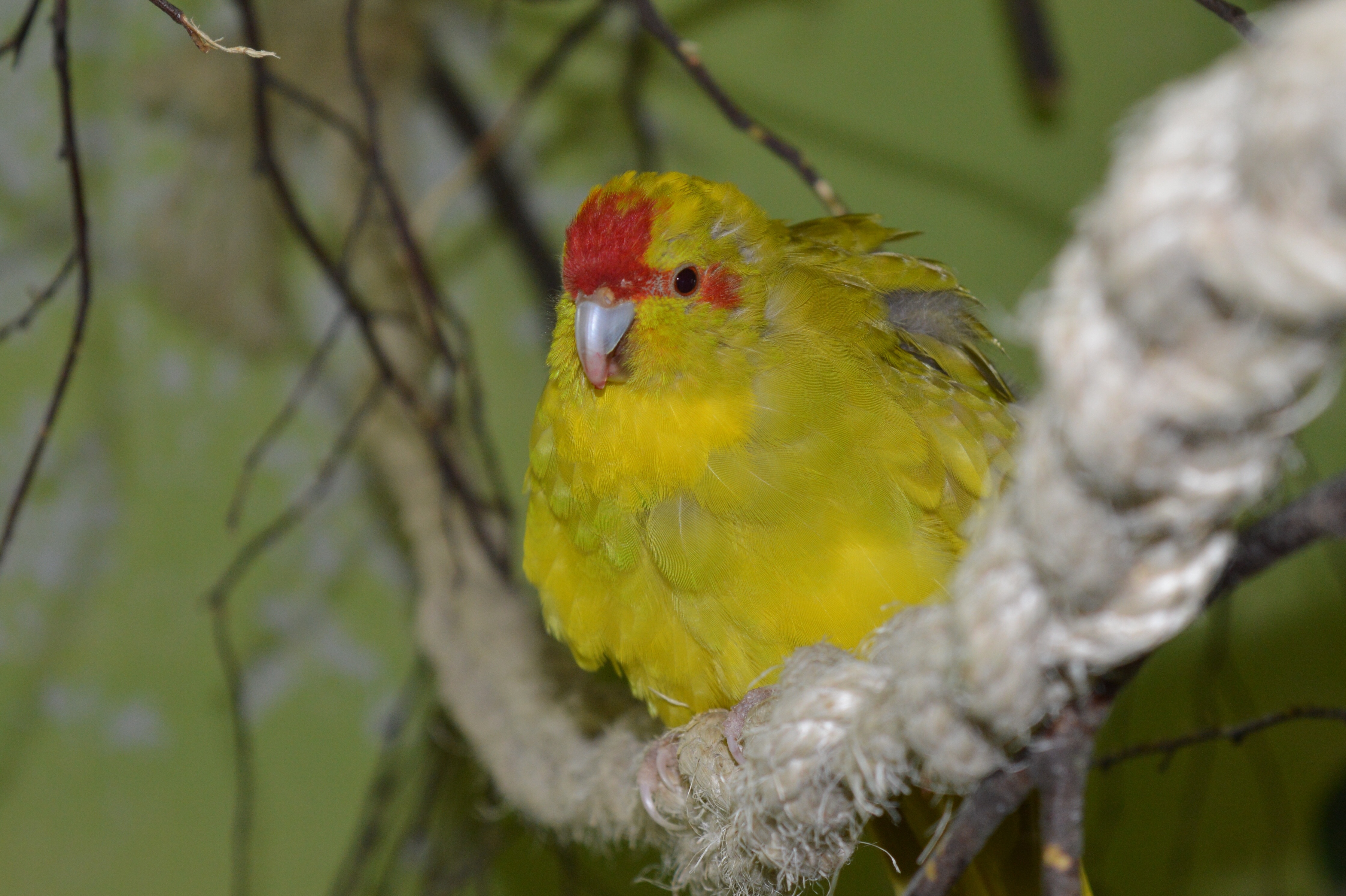 yellow and red small bird
