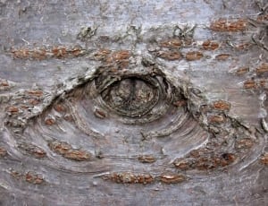 brown tree bark closeup photography thumbnail