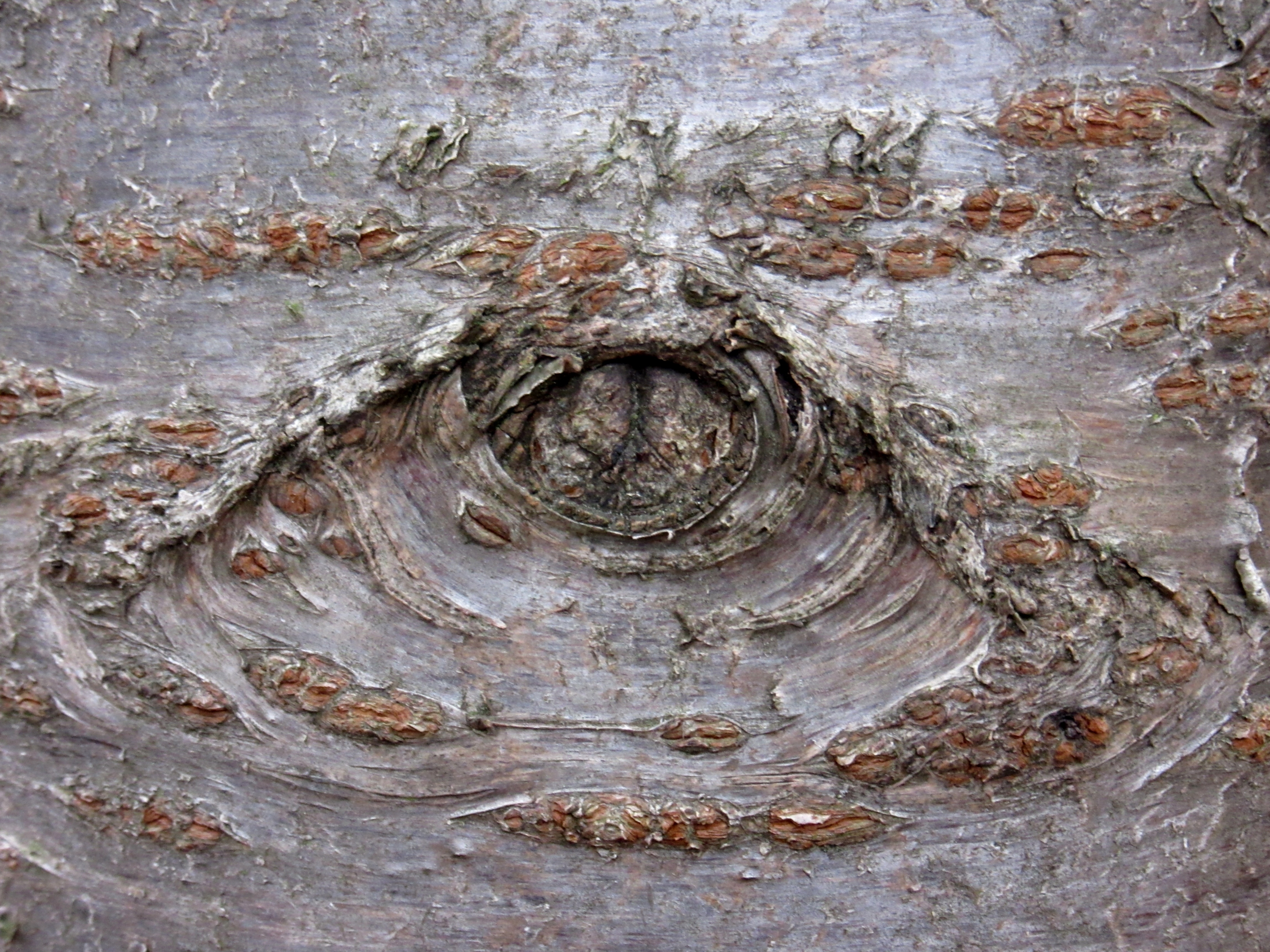 brown tree bark closeup photography