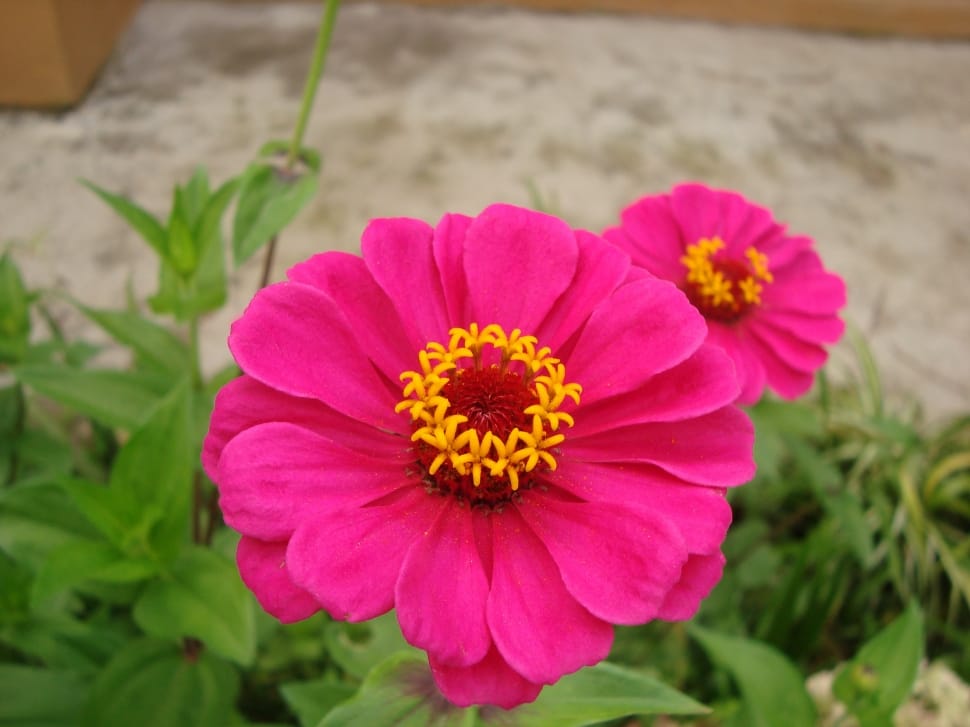 pink zinnia preview