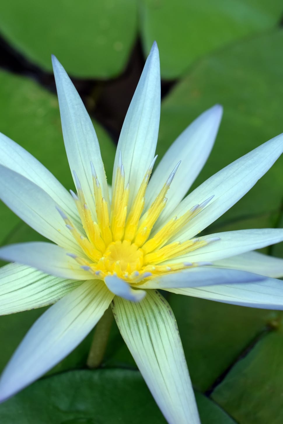 white and yellow petaled water lily preview